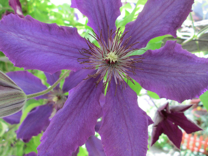 clematis