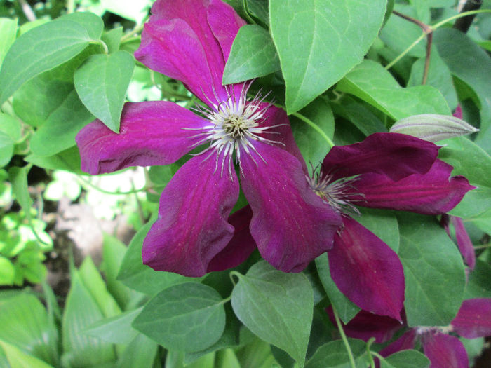 clematis