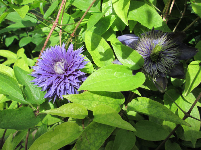 clematis