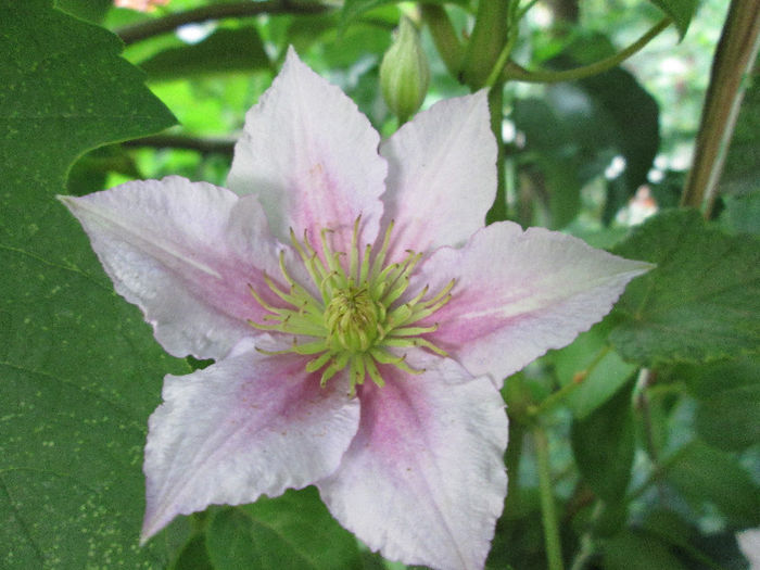 clematis