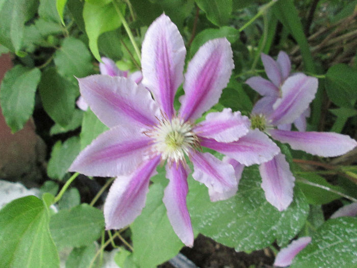 clematis