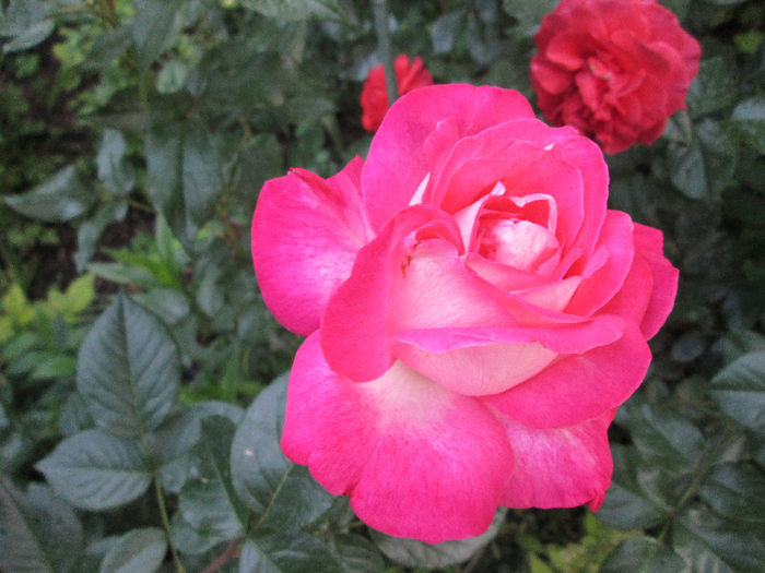 trandafir - sfarsit de mai 2013