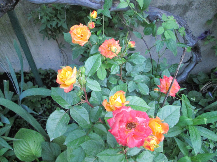 trandafiri cu schimbare de culoare - sfarsit de mai 2013
