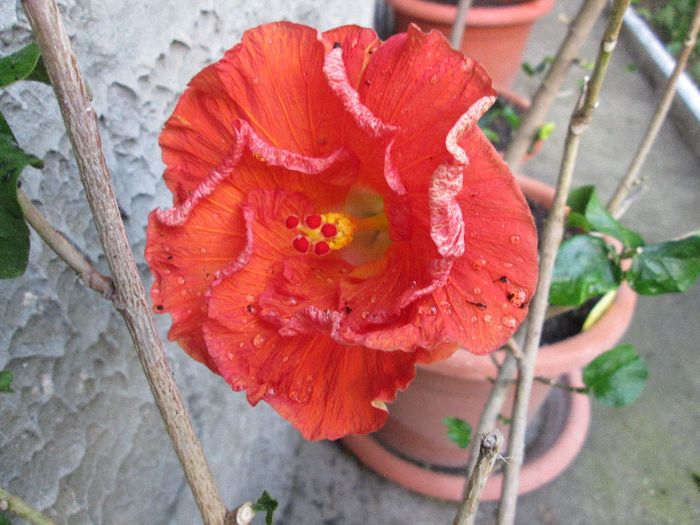 hibiscus - sfarsit de mai 2013