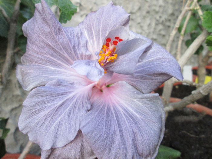 hibiscus - sfarsit de mai 2013