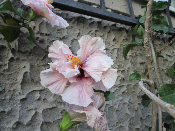 hibiscus - sfarsit de mai 2013