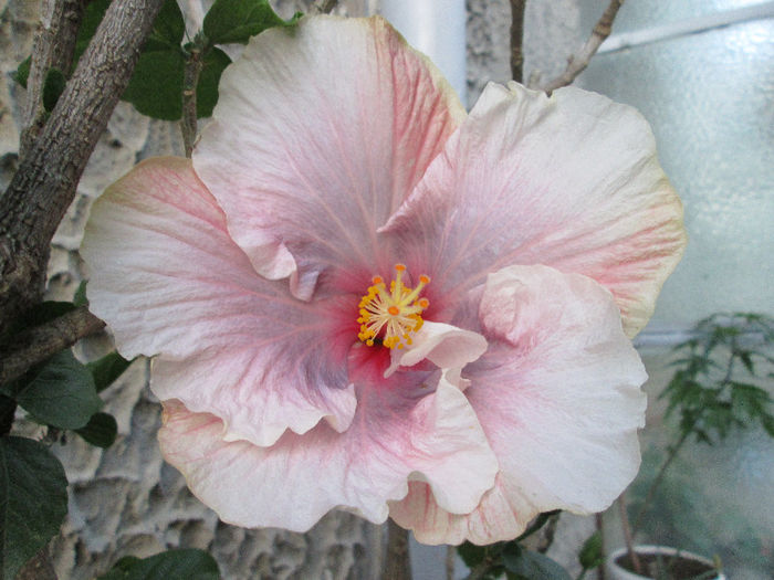 hibiscus - sfarsit de mai 2013