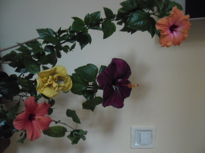 hibiscus grup