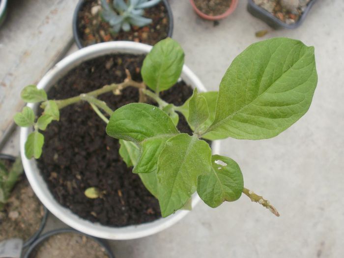  - Plante