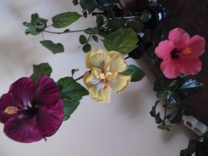 hibiscus grup
