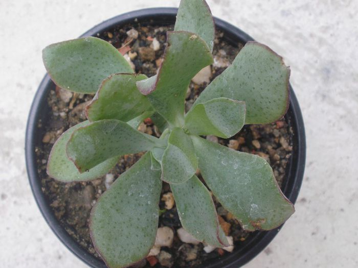 Crassula arborescens `Blue Bird`