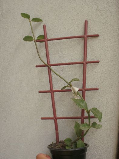 Ceropegia sandersonii