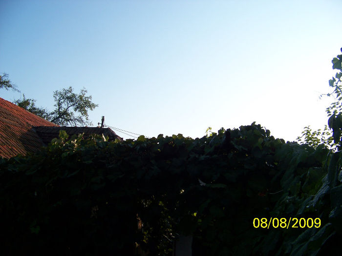 100_9427 - SPLENDORILE CERULUI 4