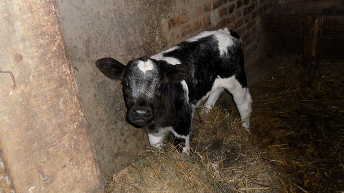 SAM_0367 - Poze 2013