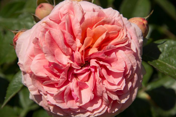 Chipendalle - trandafiri in mai 2013
