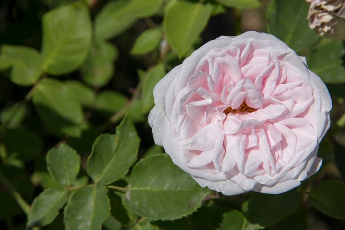 Souvenir de la Malmaison - trandafiri in mai 2013