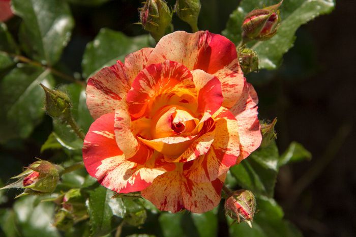 Alfred Sisley - trandafiri in mai 2013