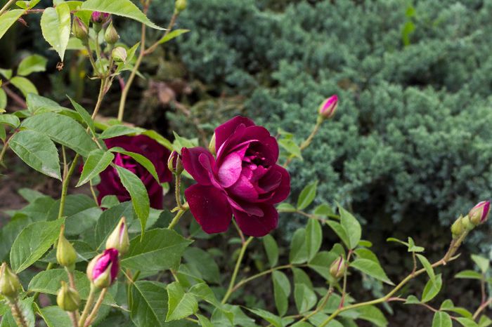 Burgundy Iceberg