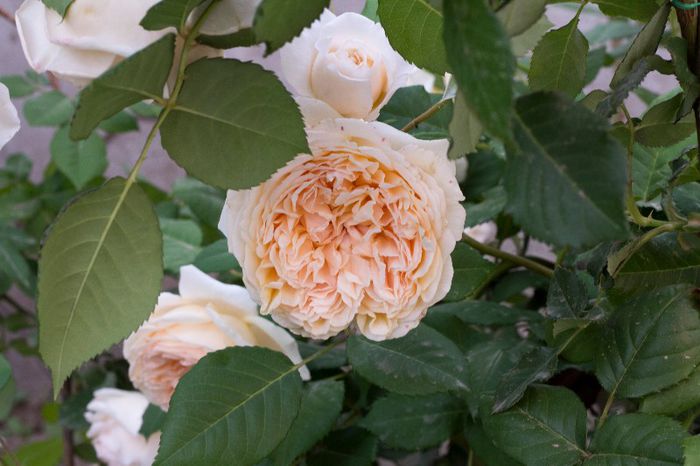 C P MARGARETA