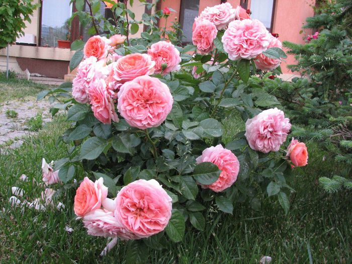 Chipendalle - trandafiri in mai 2013