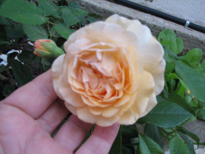 Buff Beauty - trandafiri in mai 2013