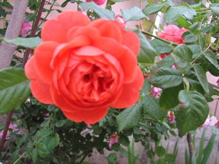 Summer song - trandafiri in mai 2013
