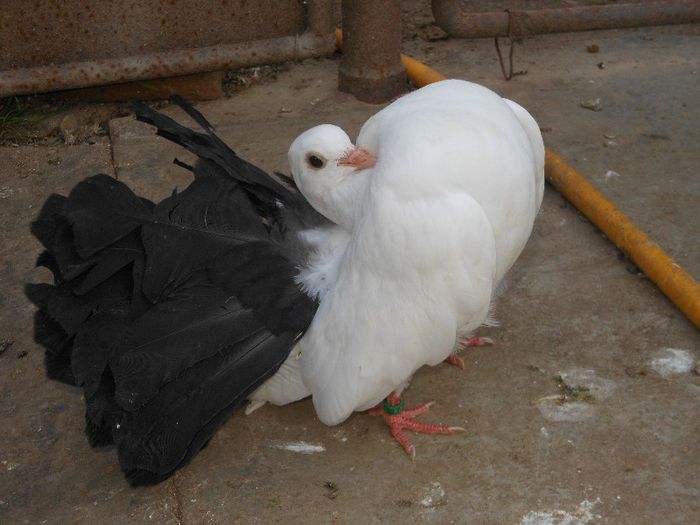 rotat alb cu coada neagra