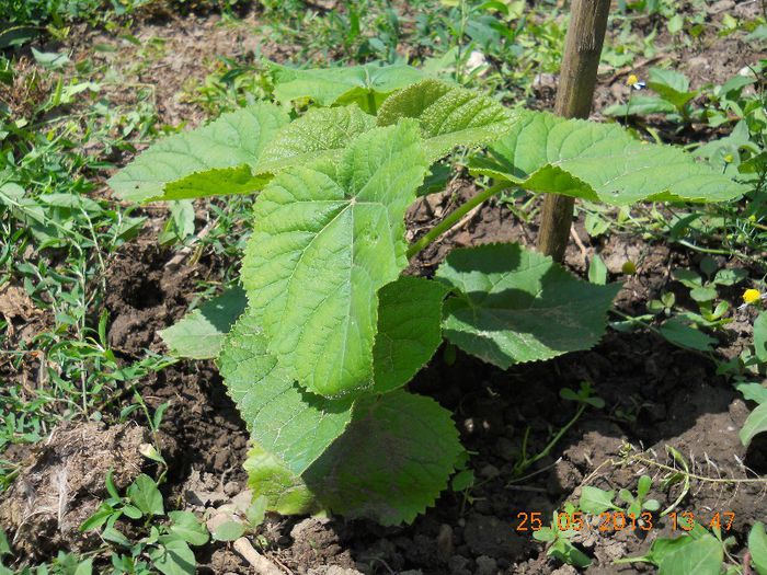 DSCN0882 - Paulownia Tomentosa