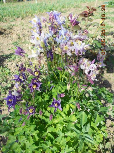 DSCN7353 - Aquilegia-Mai 2013