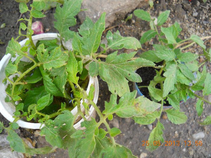 Copili de rosii inradacinati in apa