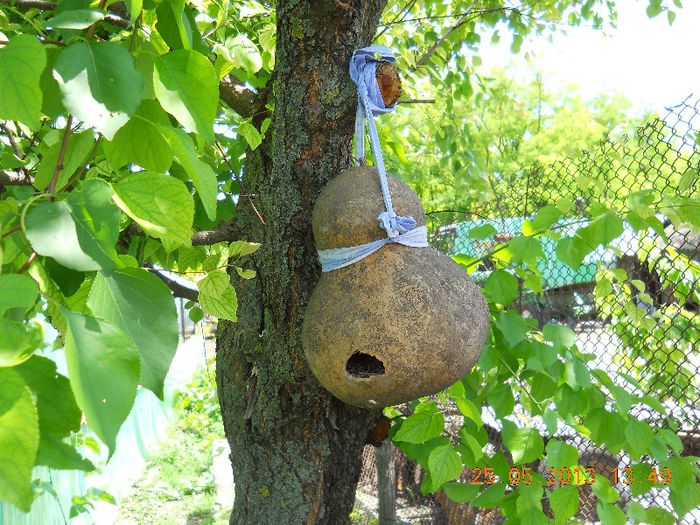 O tigva gasita, gaurita si agatata in pom...