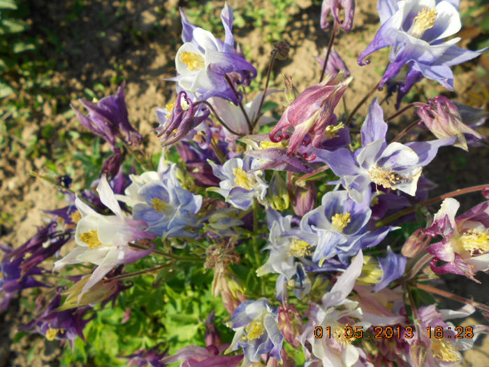 DSCN7355 - Aquilegia-Mai 2013