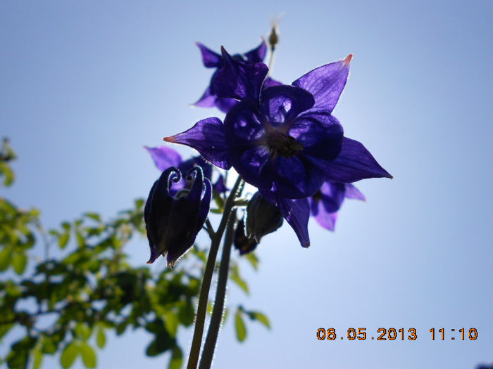 DSCN7386 - Aquilegia-Mai 2013