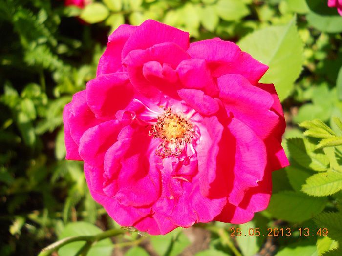 DSCN0889 - Trandafiri