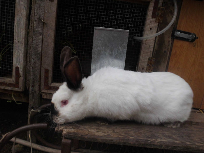 vandut la bogdan 1981 - XX iepuri pe care nu-i mai am