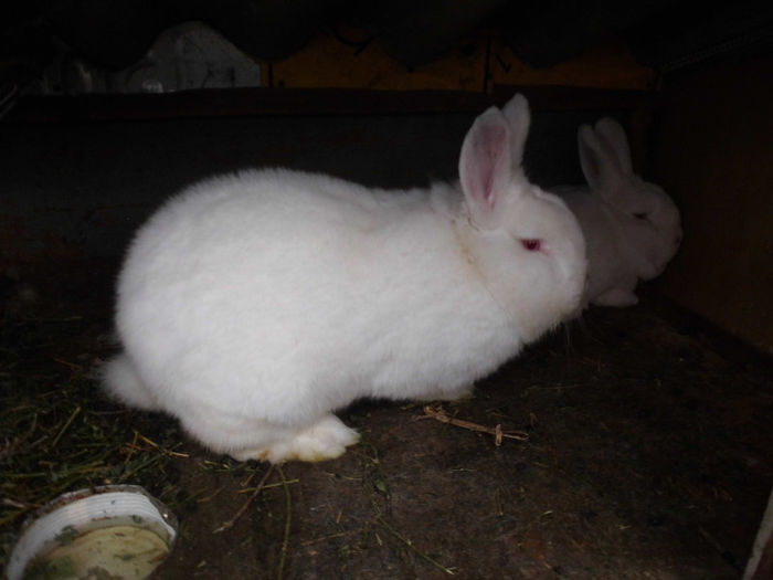 vandut la raduteo - XX iepuri pe care nu-i mai am