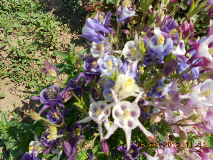 DSCN7389 - Aquilegia-Mai 2013