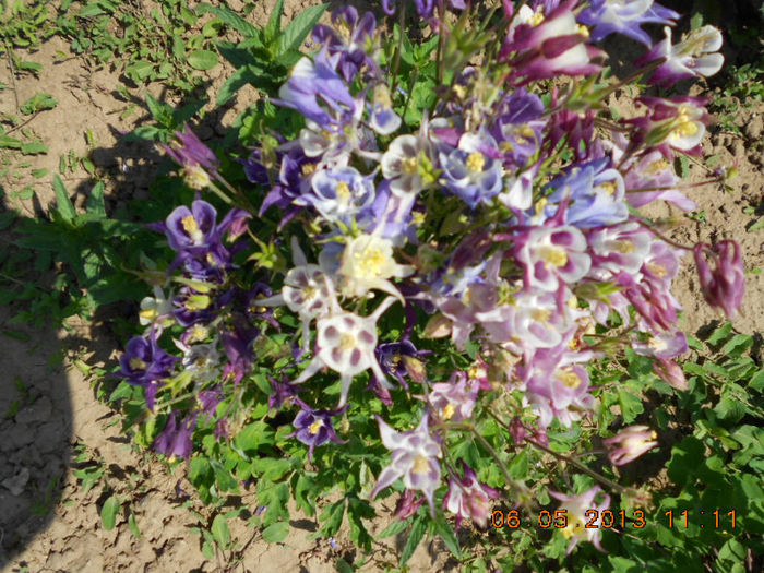 DSCN7390 - Aquilegia-Mai 2013