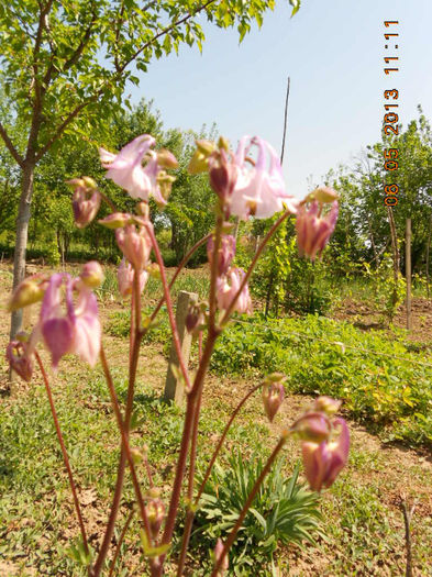 DSCN7395 - Aquilegia-Mai 2013