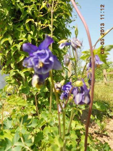 DSCN7397 - Aquilegia-Mai 2013