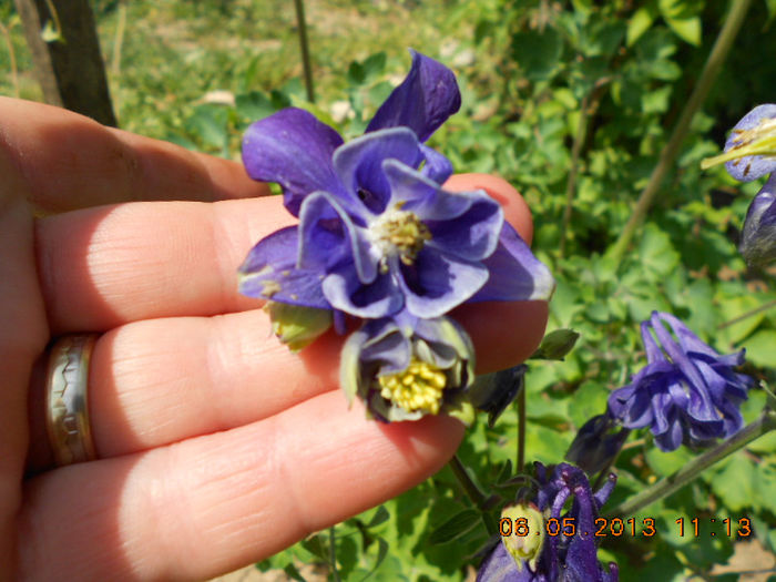 DSCN7400 - Aquilegia-Mai 2013