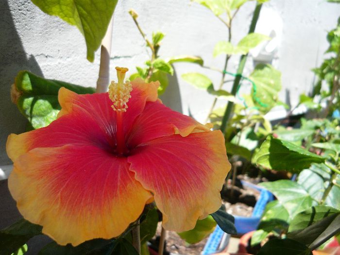 Picture 2557 - x 2013 Hibiscus rosa sinesis