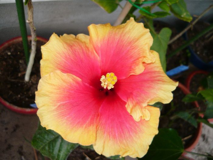 Picture 2600 - x 2013 Hibiscus rosa sinesis