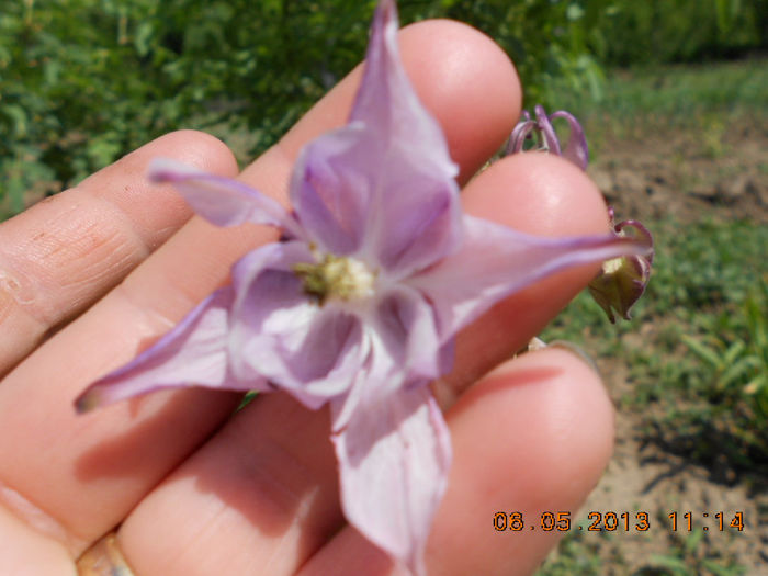 DSCN7408 - Aquilegia-Mai 2013