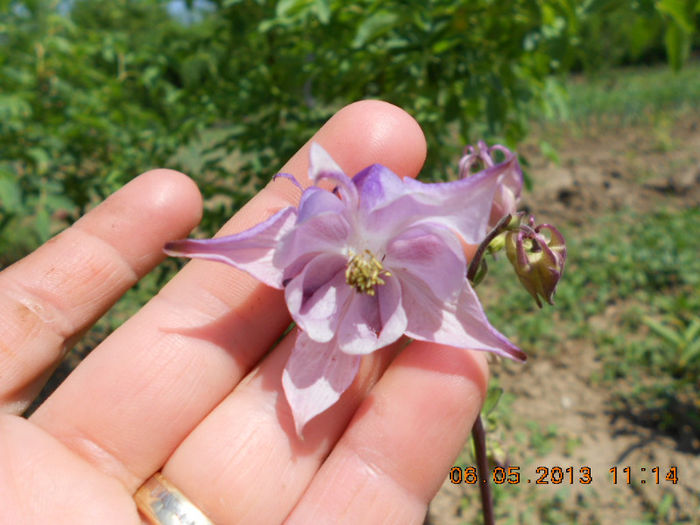 DSCN7410 - Aquilegia-Mai 2013