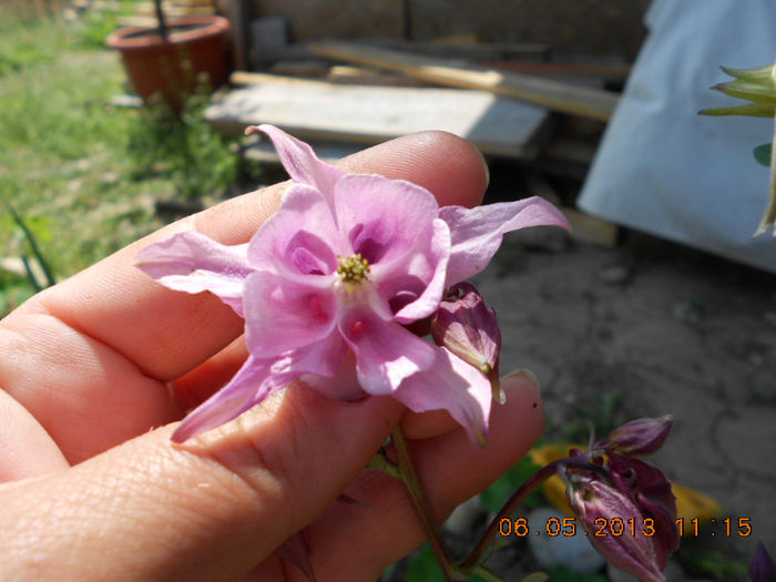 DSCN7414 - Aquilegia-Mai 2013