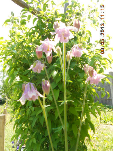 DSCN7416 - Aquilegia-Mai 2013