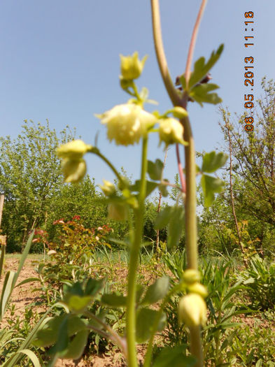 DSCN7418 - Aquilegia-Mai 2013