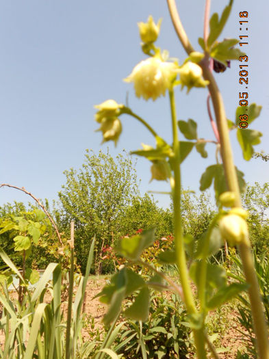 DSCN7419 - Aquilegia-Mai 2013