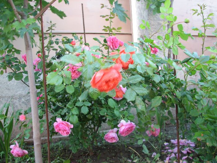 Summer song+Princess Alexandra of Kent